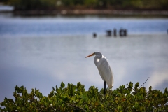 Egret-1.31.23-7223