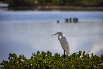 Egret-1.31.23-7223