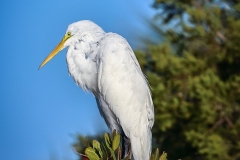 Great-Egret-1.30.23-4720