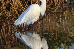 Great-Egret-2.2.23-8648