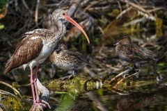 Juvenile-Ibis-1.30.23-5688