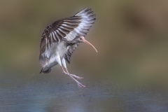 Juvenile-White-Ibis-1.30.23-5426
