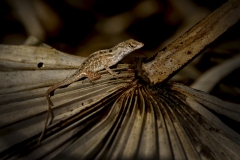 Lizard-1.31.23-7208