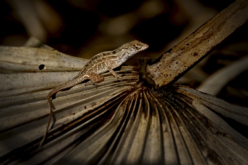Lizard-1.31.23-7208
