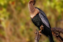 Neotropic-Cormorant-2.2.23-8741