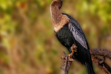 Neotropic-Cormorant-2.2.23-8741