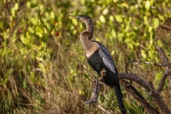 Neotropic-Cormorant-2.2.23-8747