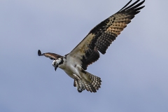 Osprey-1.29.23-4330