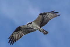 Osprey-1.29.23-4367