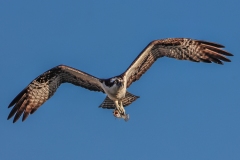 Osprey-1.30.23-4671