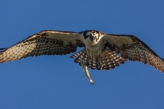 Osprey-1.30.23-4687