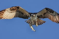 Osprey-1.30.23-4688
