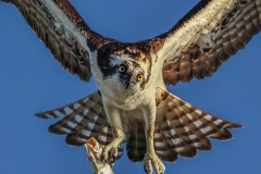 Osprey-1.30.23-4689