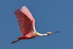 Roseat-Spoonbill-1.30.23-5872