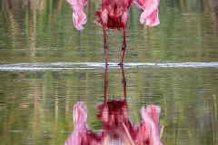 Roseate-Spoonbill-1.30.23-5520