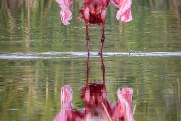 Roseate-Spoonbill-1.30.23-5520
