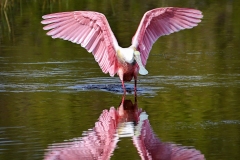 Roseate-Spoonbill-1.30.23-5789