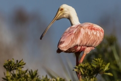 Roseate-Spoonbill-1.31.23-7904