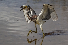 Tri-Colored-Heron-1.30.23-5390