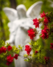 Azalea-Angel-4.23.21