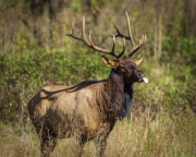 Bull-Elk-10.23.21-1401