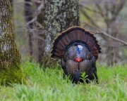 Cades-Cove-Turkey-4.25.21.2