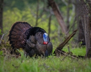 Cades-Cove-Turkey-4.25.21