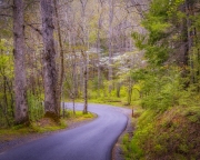 Dog-Wood-trees-Cades-Cove-4.23.21