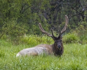 Elk-4.24.21.4