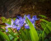 Iris-4.23.21.2