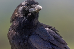 1_Crow-4.25.24-0458