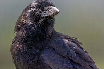 1_Crow-4.25.24-0458