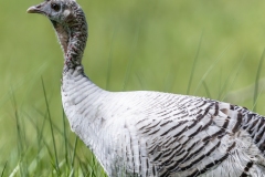 1_White-Turkey-4.25.24-0637