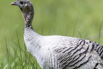 1_White-Turkey-4.25.24-0637