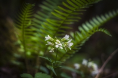Alliaria-petiolata-4.23.21