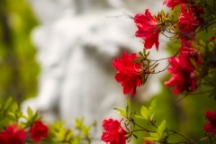 Azalea-Angel-4.23.21