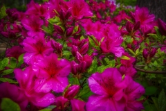 Azaleas-4.23.21