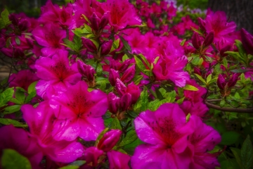 Azaleas-4.23.21