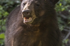 Bear-4.23.24-9792