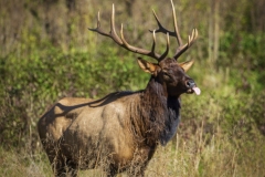 Bull-Elk-10.23.21-1401