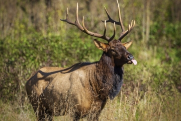 Bull-Elk-10.23.21-1401