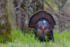 Cades-Cove-Turkey-4.25.21.2