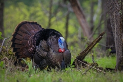 Cades-Cove-Turkey-4.25.21
