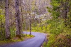 Dog-Wood-trees-Cades-Cove-4.23.21