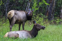 Elk-4.24.21.2