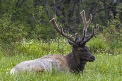 Elk-4.24.21.3