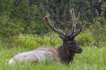 Elk-4.24.21.3