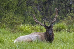Elk-4.24.21.4