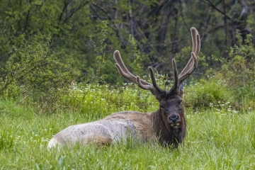 Elk-4.24.21.4