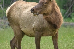 Elk-4.24.24-0041